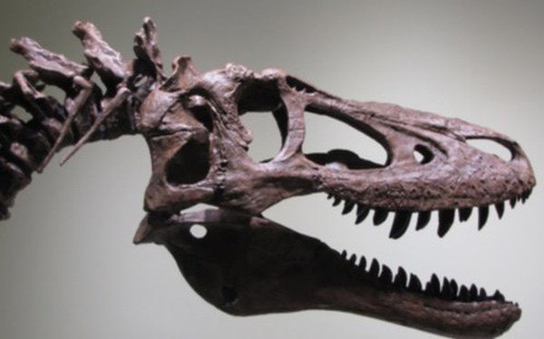Tranh cãi khi rao bán hóa thạch bộ xương khủng long bạo chúa con trên eBay với giá 3 triệu USD