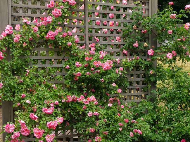 Hoa hồng leo là loài hoa đẹp, được nhiều người yêu thích.