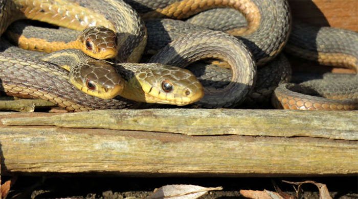 Các con rắn này dường như chủ động tìm kiếm sự tương tác xã hội.