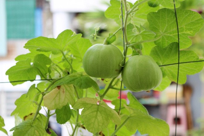 Dưa lê là loại trái cây mùa hè phổ biến ở Việt Nam.