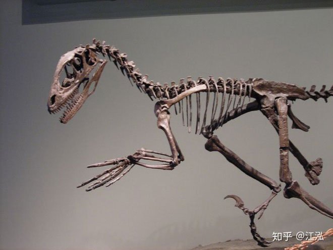 Troodontidae (Điều long răng khía) và Dromaeosauridae