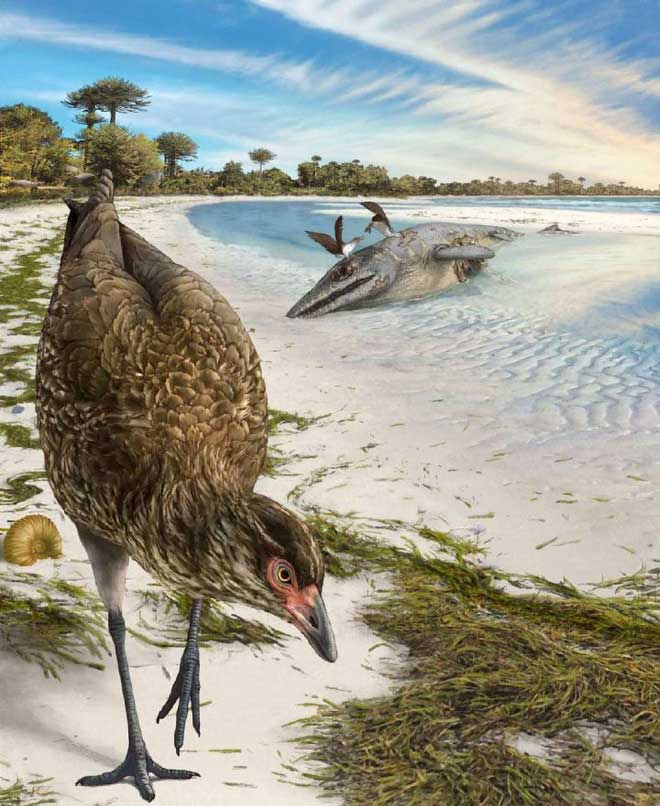 Asteriornis maastrichtensis có thể ăn bất cứ thứ gì tìm thấy được dọc theo bờ biển.
