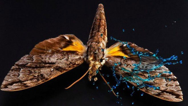 Bề mặt cánh của côn trùng lại có một lớp sáp xếp theo cấu trúc quy mô nano, giúp phản lại các giọt nước.