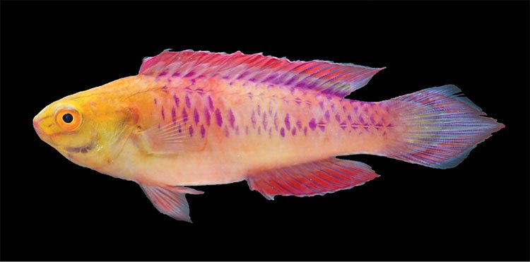 Loài cá mới này được đặt cái tên rất độc đáo: Cirrhilabrus wakanda.
