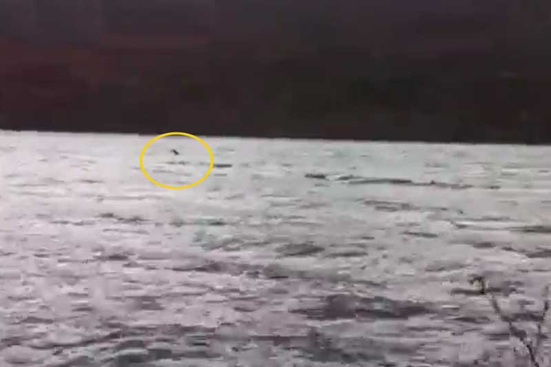 Xuat hien video ro net nhat ve su xuat hien cua quai vat ho Loch Ness