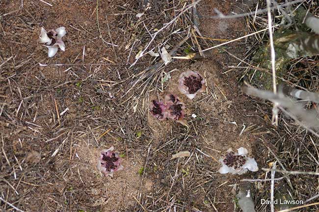 Một cây lan thuộc nhóm Rhizanthella sống trong lòng đất có thể nở nhiều hoa