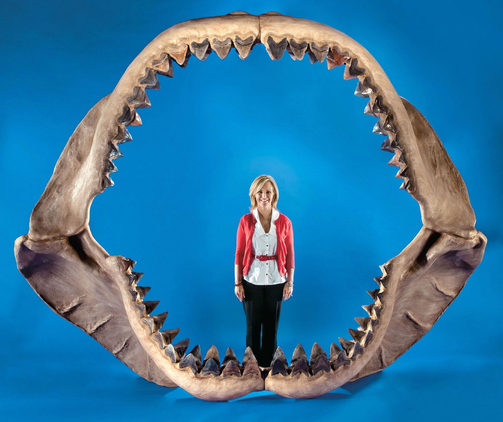 Điều gì sẽ xảy ra nếu loài cá mập Megalodon chưa bao giờ tuyệt chủng? - Ảnh 2.