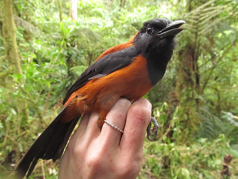 Pitohui: Loài chim đầu tiên và duy nhất trên hành tinh được ghi nhận là loài có độc - Ảnh 1.