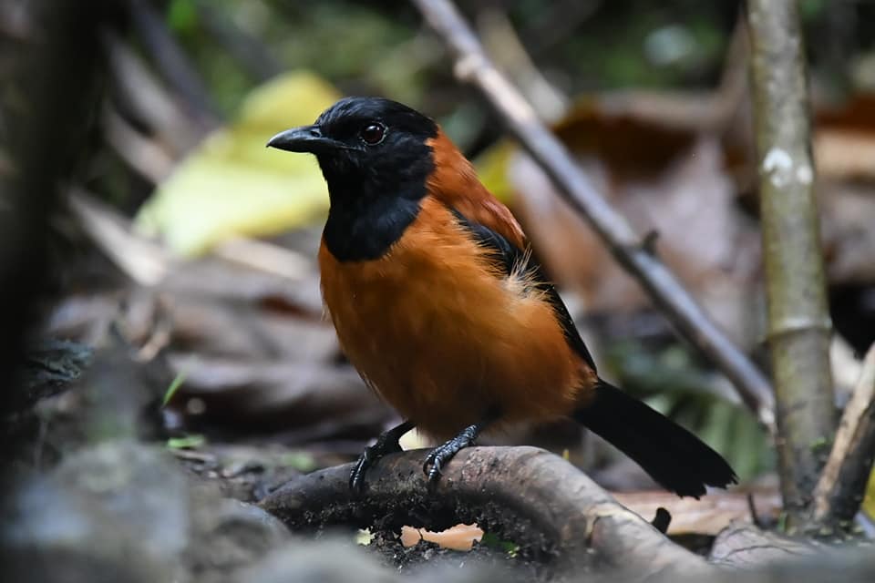 Pitohui: Loài chim đầu tiên và duy nhất trên hành tinh được ghi nhận là loài có độc - Ảnh 2.