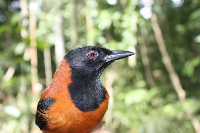 Pitohui: Loài chim đầu tiên và duy nhất trên hành tinh được ghi nhận là loài có độc - Ảnh 4.