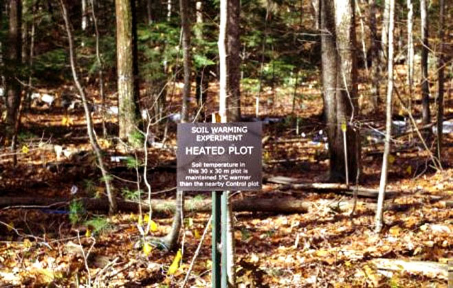 Một bảng thông báo trong rừng Harvard