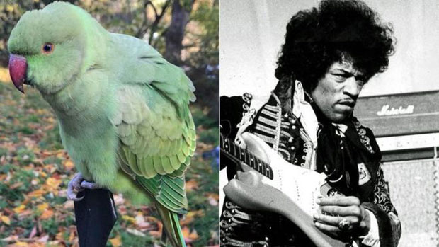 Jimi Hendrix - người bị 