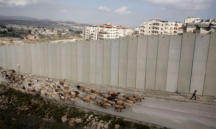 Một người chăn cừu Palestine dẫn đàn cừu của mình đi qua trước hàng rào của Israel 