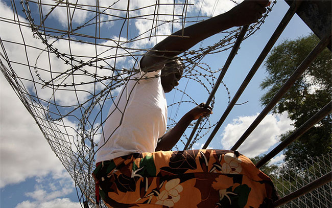 Một người nhập cư Zimbabwe trèo qua hàng rào dây thép gai khi băng qua Nam Phi bất hợp pháp