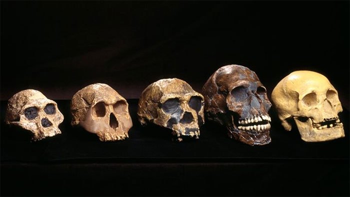Tổ tiên của người Tây Phi hiện đại đã có hôn phối với một loài người cổ xưa chưa được phát hiện.