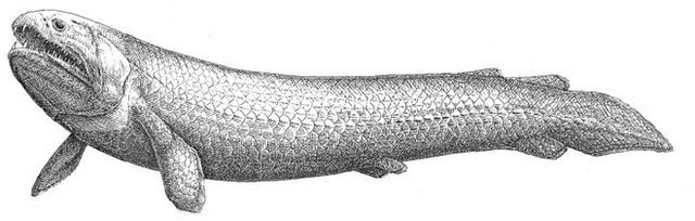 Rhizodus hibberti - cá săn mồi khổng lồ ấn nấp dưới đáy sông hồ.