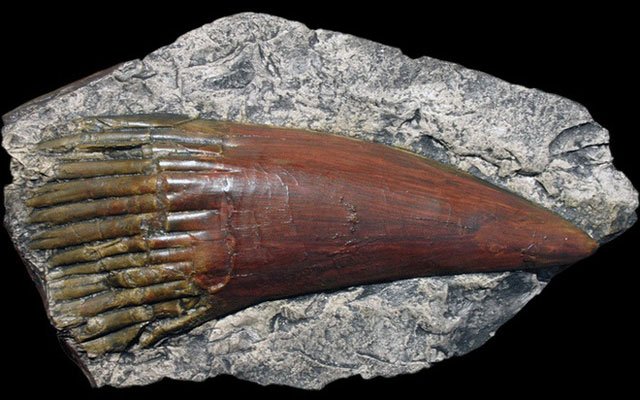 Mẩu hóa thạch răng của cad Rhizodus hibberti.