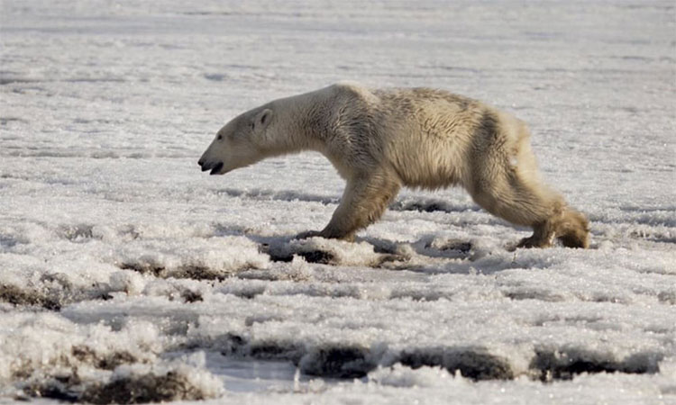 Con gấu trắng Bắc Cực đi xa nhà tới 700km.