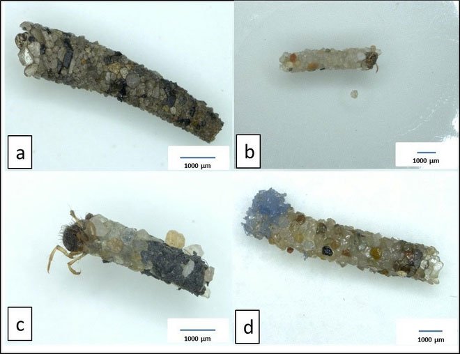 Hình ảnh kén ấu trùng làm hoàn toàn từ cát (hàng trên) và kén ấu trùng được xây từ cát và các hạt vi nhựa (hàng dưới).