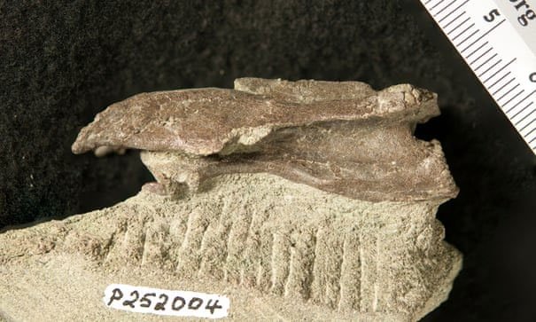 Mẫu hoá thạc đốt sống cổ của loài elaphrosaur được phát hiện ở Australia.