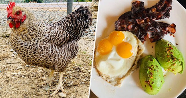 Con gà Darlene đẻ ra trứng có ba lòng đỏ hiếm có trên thế giới.