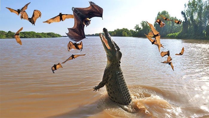 Đôi khi cá sấu phải săn cả những con mồi nhỏ bé khi nguồn thức ăn khan hiếm.