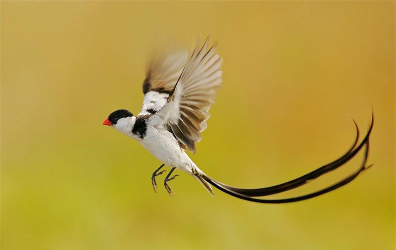 Loài chim nhỏ đẹp nhất thế giới