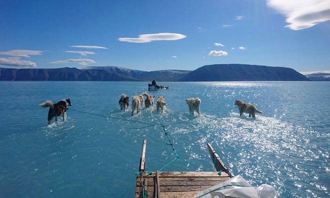 àn cho kéo xe ở Greenland thay vì đi trên tuyết thì chân lại ngập trong nước.