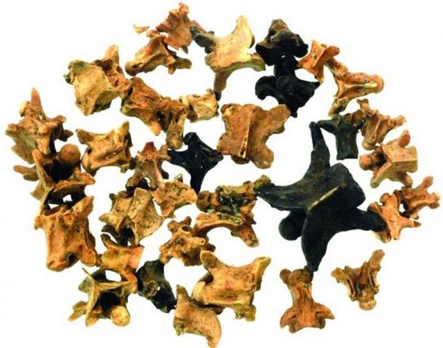 Những mẩu xương của loài bò sát được tìm thấy.