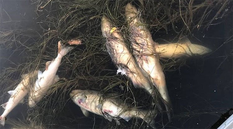 Xác cá hồi hồng chết ở Alaska.
