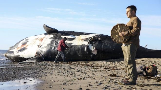 28 con cá voi đầu bò bắc Đại Tây Dương - tương đương 8% dân số loài, đã chết trong vòng 2 năm qua.