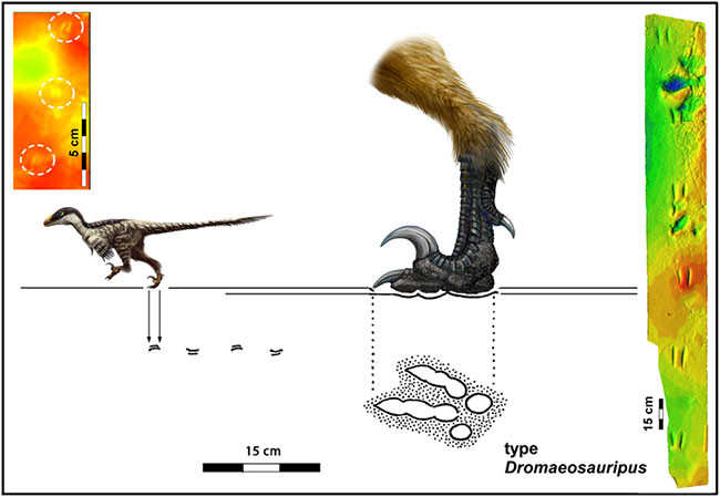 Hóa thạch 110 triệu năm tuổi được xác định thuộc về một loài khủng long chân thú nhỏ.