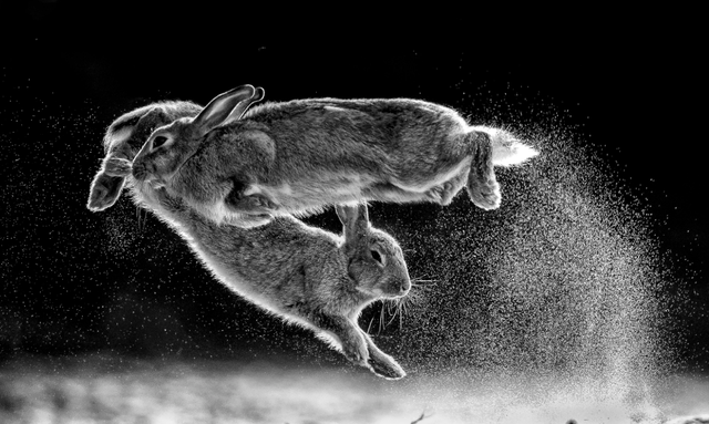 Cuộc chiến của thỏ đạt giải cao nhất tại Cuộc thi nhiếp ảnh thế giới - 2
