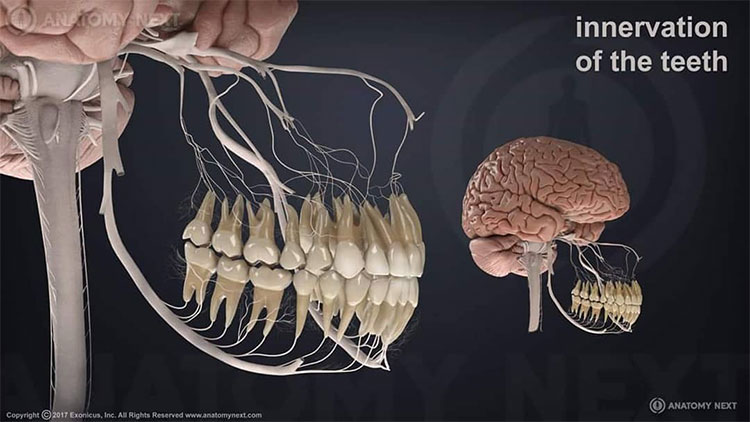 Các mối dây thần kinh nối từ hàm đến não bộ.
