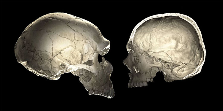 Người Neanderthal không phải là tổ tiên trực tiếp của loài người chúng ta, mà là họ hàng xa