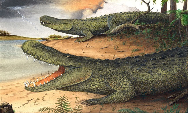 Cá sấu caiman tiền sử nặng ngang voi châu Á ngày nay.