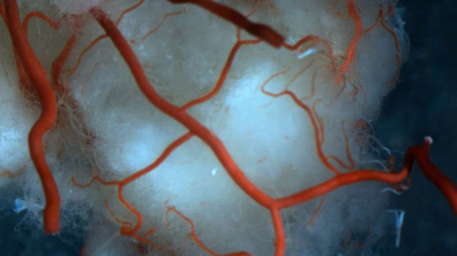 Mạch máu mới được tạo ra từ tế bào gốc