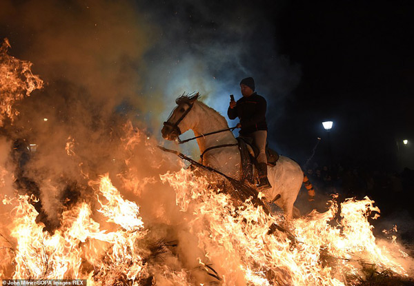 Ngay trước khi nghi thức diễn ra, người dân làng sẽ bảo vệ những chú ngựa bằng cách tưới nước, bọc kín đuôi và tết bờm để ngăn chúng không bắt lửa
