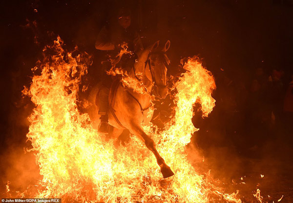 Các báo cáo hằng năm cũng cho thấy chúng không hề chịu tổn thương từ việc nhảy qua lửa