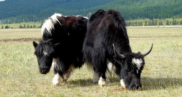 Bò Tây Tạng