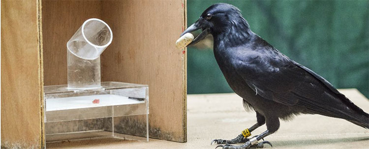 Giống quạ New Caledonia từ lâu đã thể hiện những hành vi cho thấy trí tuệ vượt trội so với các loài chim nói chung.