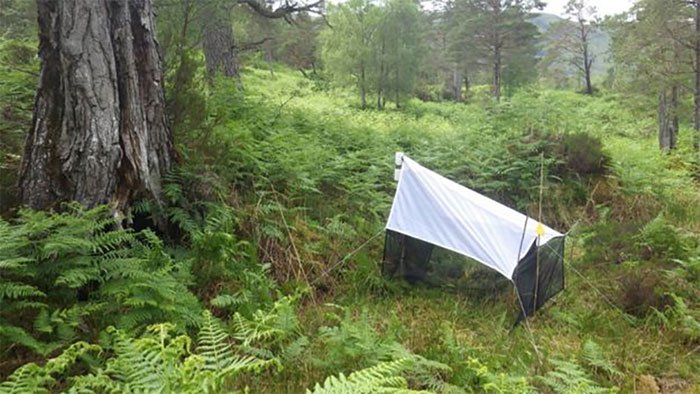 Bẫy côn trùng trong rừng thông Loch Arkaig.