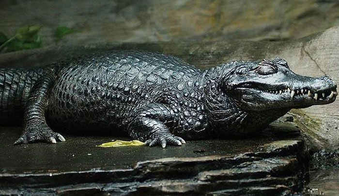 Cá sấu đen Caiman