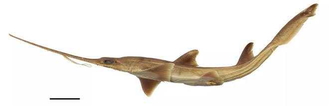 Hai loài cá mập lưỡi cưa hiếm được phát hiện sống ở phía tây Ấn Độ Dương.
