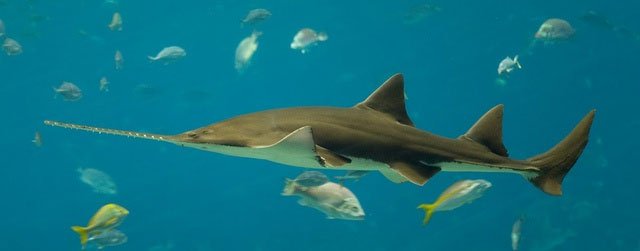 Cá mập lưỡi cưa dùng chiếc mũi đặc thù làm vũ khí săn mồi hữu dụng.