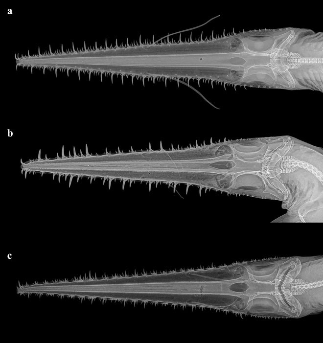 Hình X-quang xương hàm của 3 loài cá mập lưỡi cưa 6 khe mang.