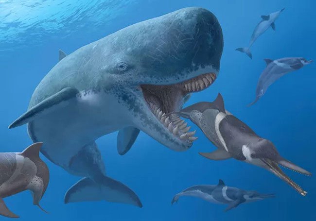 Siêu cá voi Livyatan Melvillei là sinh vật hiếm hoi có thể đối đầu trực tiếp với siêu cá mập Megalodon.