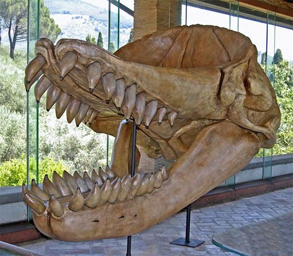 Bộ răng khổng lồ của siêu cá voi Melvillei.