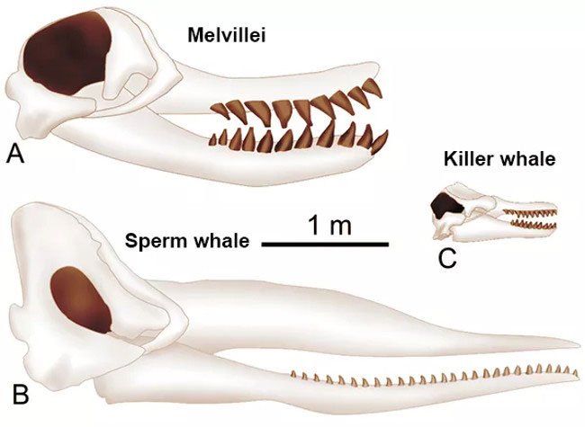 Melvillei thuộc họ cá nhà táng và cá voi sát thủ.