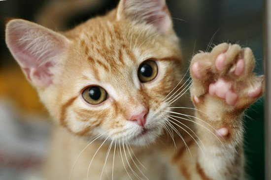 Mèo thuận tay trái